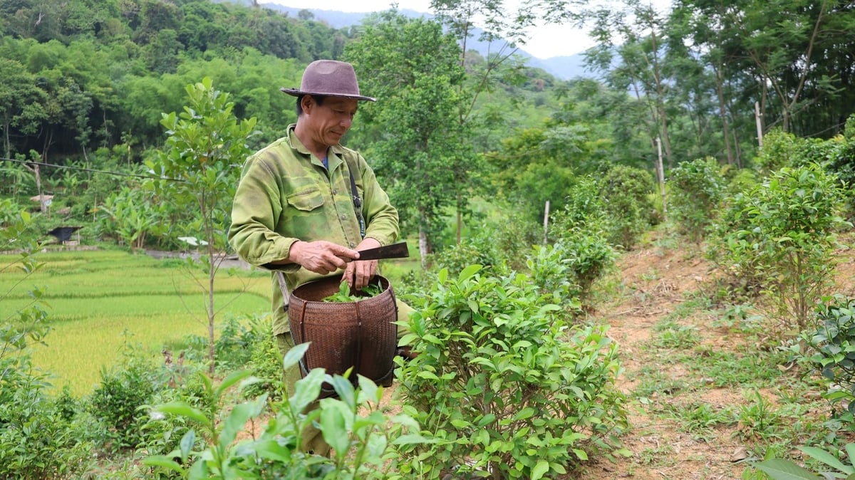 Chè Tán Ma gắn với cuộc sống sinh hoạt hàng ngày của người Thái ở bản Phụn. Ảnh: Thanh Tâm Chè Tán Ma gắn với cuộc sống sinh hoạt hàng ngày của người Thái ở bản Phụn. Ảnh: Thanh Tâm