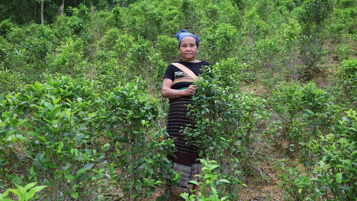 Chè Tán Ma là thu nhập chính của gia đình bà Phạm Thị Can. Ảnh: Thanh Tâm Chè Tán Ma là thu nhập chính của gia đình bà Phạm Thị Can. Ảnh: Thanh Tâm