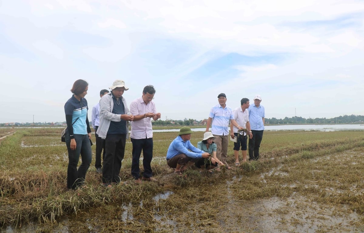 Lãnh đạo Cục Trồng trọt và Bảo vệ thực vật (Bộ Nông nghiệp và Môi trường) kiểm tra tình hình thiệt hại nông nghiệp sau mưa lũ tại thị xã Phong Điền - TP Huế. Ảnh: Văn Dinh. Lãnh đạo Cục Trồng trọt và Bảo vệ thực vật (Bộ Nông nghiệp và Môi trường) kiểm tra tình hình thiệt hại nông nghiệp sau mưa lũ tại thị xã Phong Điền - TP Huế. Ảnh: Văn Dinh.