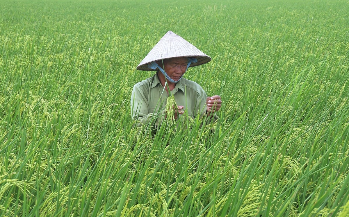 Sản xuất nông nghiệp ngày càng chịu nhiều tác động từ biến đổi khí hậu. Ảnh: Phạm Hiếu. Sản xuất nông nghiệp ngày càng chịu nhiều tác động từ biến đổi khí hậu. Ảnh: Phạm Hiếu.