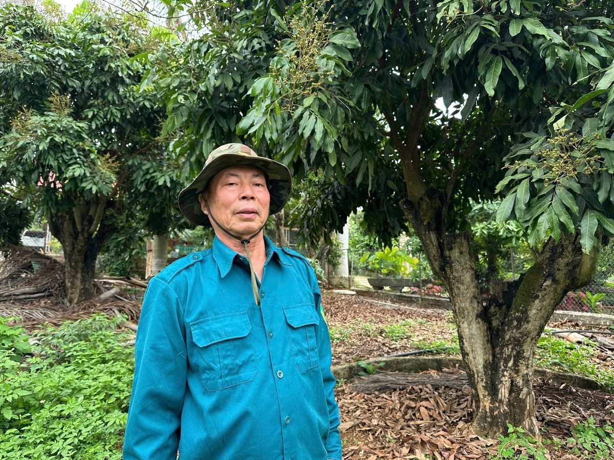 Những gốc nhãn đã gắn bó với ông Trường hơn chục năm. Ảnh: Đức Bình. Những gốc nhãn đã gắn bó với ông Trường hơn chục năm. Ảnh: Đức Bình.