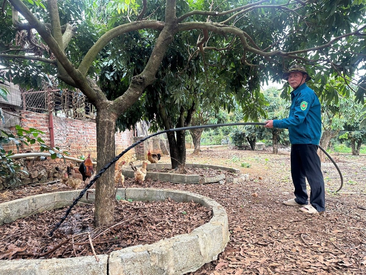 Ông Trường lắp đặt hệ thống đường ống tưới phân hữu cơ trực tiếp cho từng gốc nhãn. Ảnh: Đức Bình. Ông Trường lắp đặt hệ thống đường ống tưới phân hữu cơ trực tiếp cho từng gốc nhãn. Ảnh: Đức Bình.