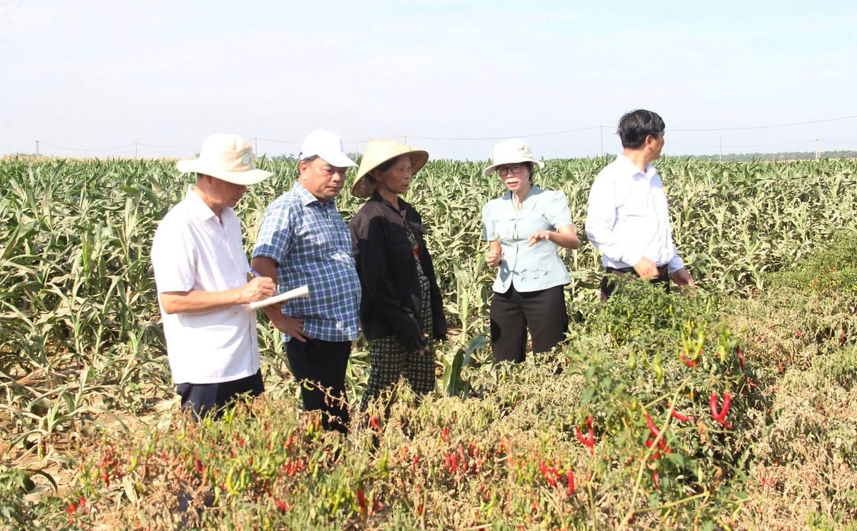 Lãnh đạo Cục Trồng trọt và Bảo vệ thực vật kiểm tra hoa màu ở tỉnh Quảng Nam. Ảnh: Lê Khánh. Lãnh đạo Cục Trồng trọt và Bảo vệ thực vật kiểm tra hoa màu ở tỉnh Quảng Nam. Ảnh: Lê Khánh.