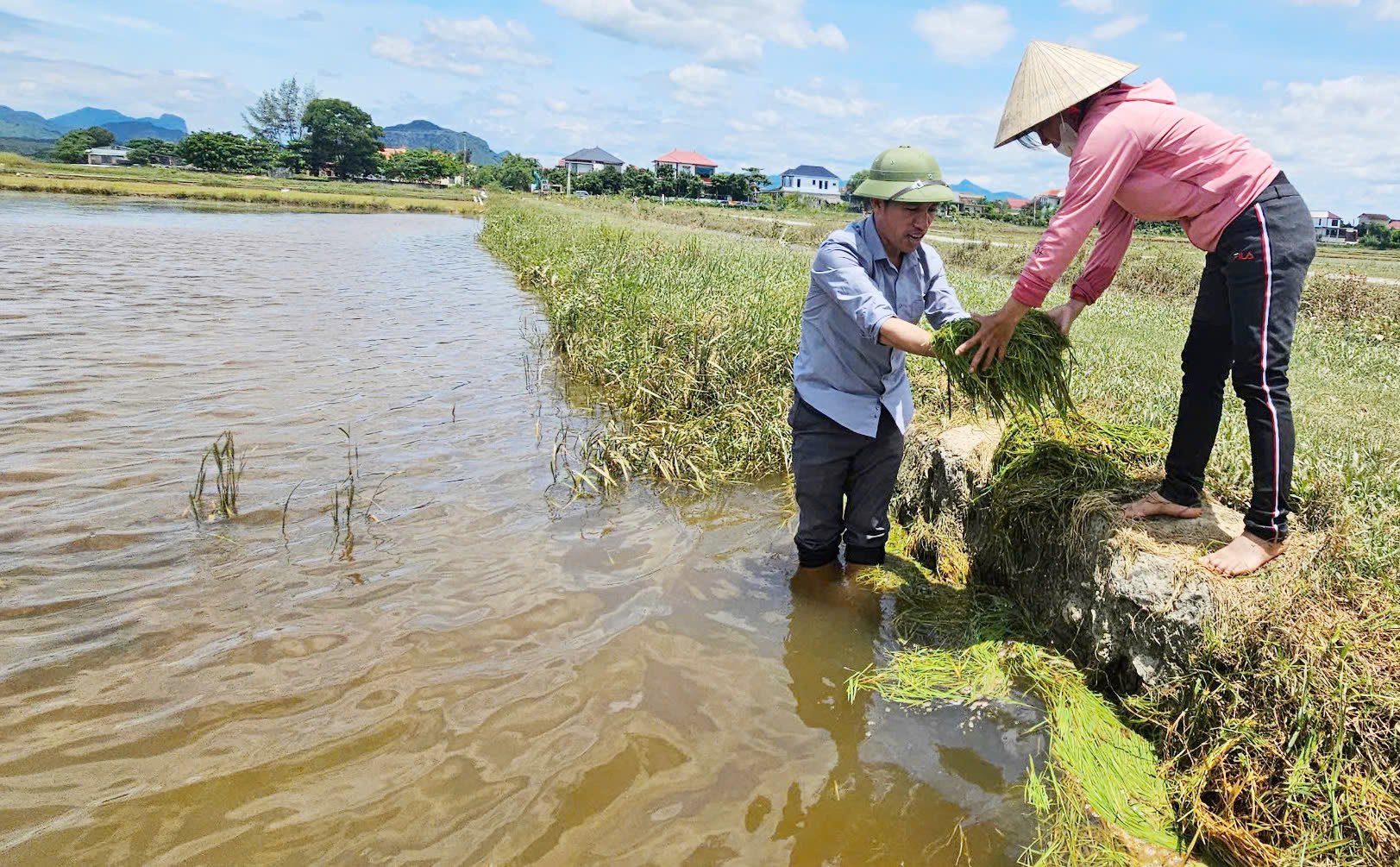 Lá lúa non bị ốc bươu vàng và cá rô phi… cắn phá trôi vào góc ruộng. Ảnh: T. Đức. Lá lúa non bị ốc bươu vàng và cá rô phi… cắn phá trôi vào góc ruộng. Ảnh: T. Đức.