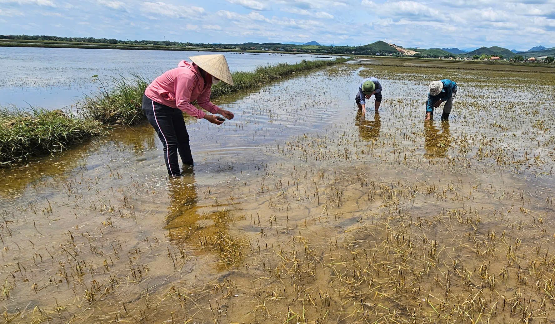 Những vùng lũ đã rút nhưng gặp nắng nóng làm cây lúa non bị héo rũ. Ảnh: T. Đức. Những vùng lũ đã rút nhưng gặp nắng nóng làm cây lúa non bị héo rũ. Ảnh: T. Đức.