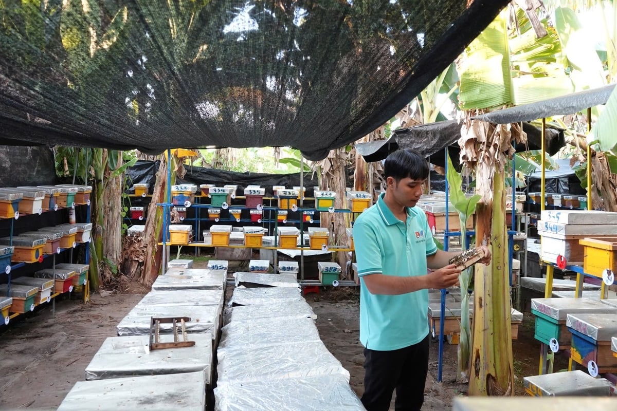 Nuôi ong lấy mật đang là mô hình chăn nuôi mới, mở ra hướng phát triển tốt cho nhiều thanh niên ở TP Cần Thơ. Ảnh: Kim Anh. Nuôi ong lấy mật đang là mô hình chăn nuôi mới, mở ra hướng phát triển tốt cho nhiều thanh niên ở TP Cần Thơ. Ảnh: Kim Anh.