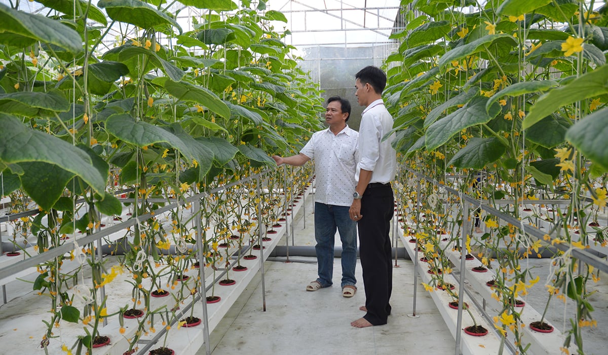 Bến Tre phát triển mô hình nông nghiệp thông minh, thích ứng biến đổi khí hậu. Ảnh: Thanh Bạch. Bến Tre phát triển mô hình nông nghiệp thông minh, thích ứng biến đổi khí hậu. Ảnh: Thanh Bạch.