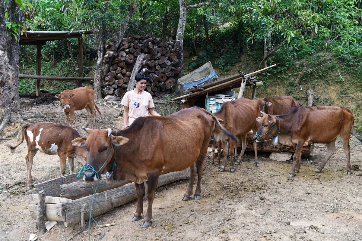 Ngoài trồng trọt, bà con còn phát triển chăn nuôi. Ảnh: Dương Đình Tường. Ngoài trồng trọt, bà con còn phát triển chăn nuôi. Ảnh: Dương Đình Tường.
