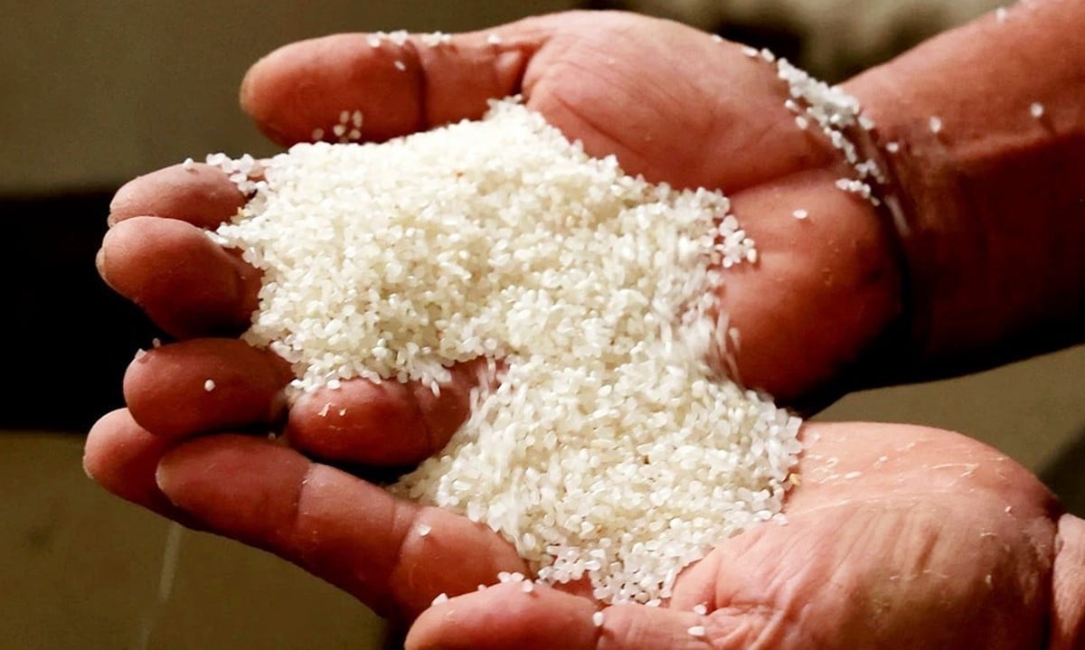 Cập nhật giá lúa gạo hôm nay 20/6/2025 mới nhất Cập nhật giá lúa gạo hôm nay 20/6/2025 mới nhất