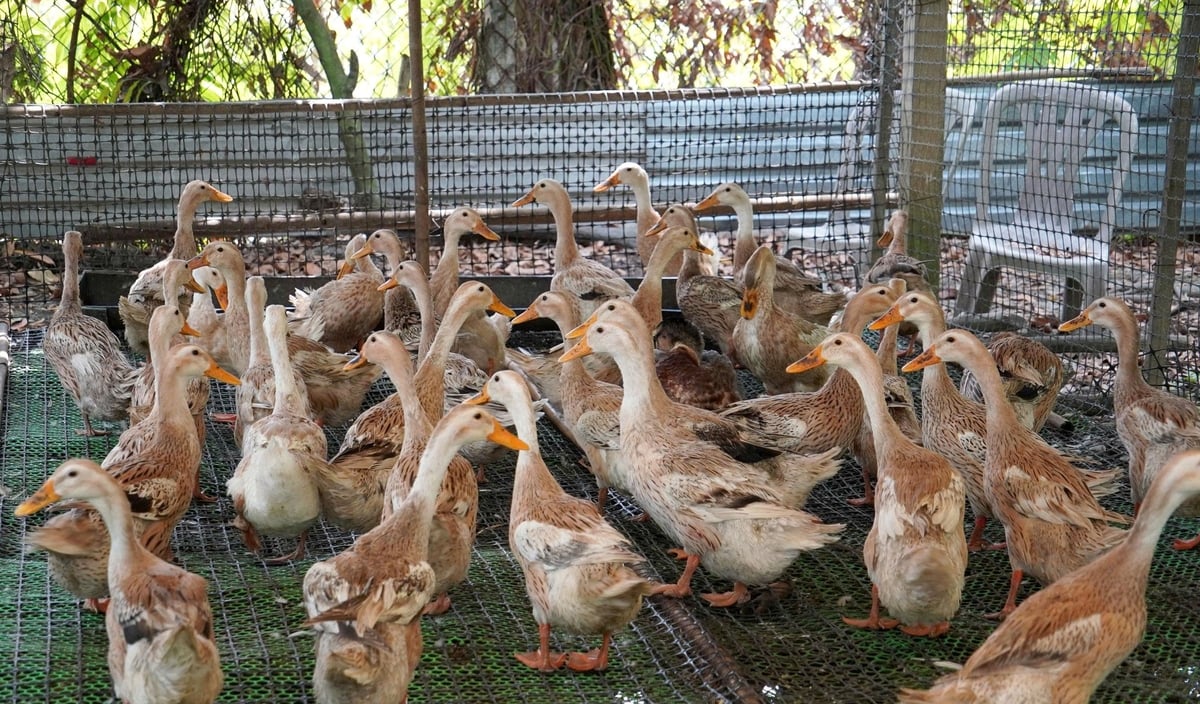 Chăn nuôi, trồng trọt, nuôi thủy sản ở nông trại Tam Nông đều áp dụng phương pháp hữu cơ, tuần hoàn để giữ không khí trong lành, môi trường xanh, sạch. Ảnh: Thanh Sơn.