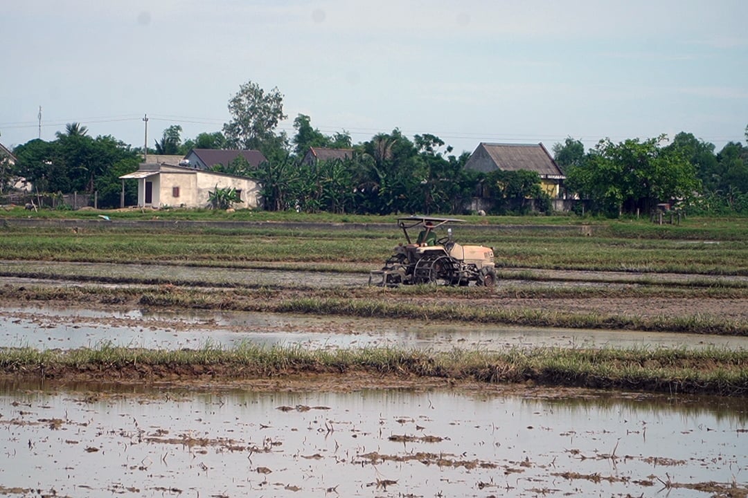 Nông dân Quảng Trị tập trung làm đất để gieo lại lúa hè thu. Ảnh: Võ Dũng. Nông dân Quảng Trị tập trung làm đất để gieo lại lúa hè thu. Ảnh: Võ Dũng.