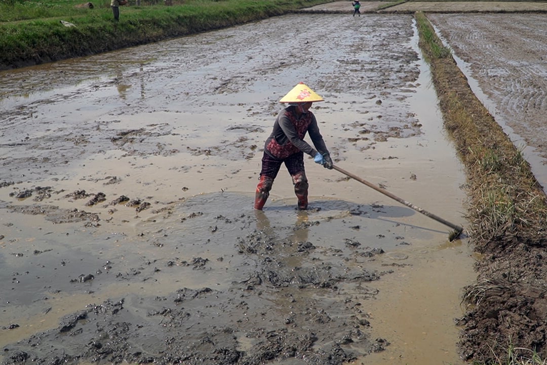 Với diện tích lúa hè thu phải gieo lại, nguồn cung giống không thiếu. Ảnh: Võ Dũng. Với diện tích lúa hè thu phải gieo lại, nguồn cung giống không thiếu. Ảnh: Võ Dũng.