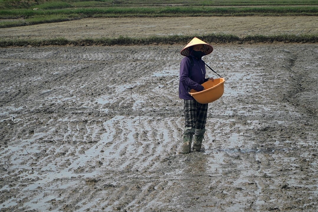 Đến nay, nông dân Quảng Trị đã gieo lại được gần 2.400 ha lúa hè thu. Ảnh: Võ Dũng. Đến nay, nông dân Quảng Trị đã gieo lại được gần 2.400 ha lúa hè thu. Ảnh: Võ Dũng.