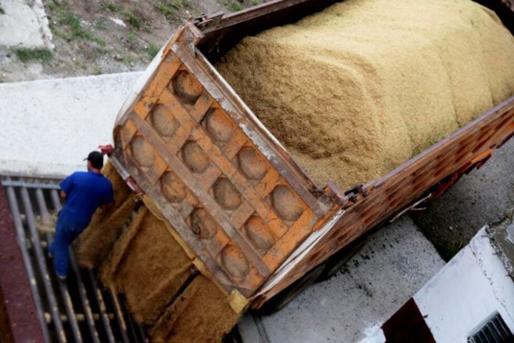 Công nhân giám sát dỡ các bao lúa đã thu hoạch tại Xí nghiệp Cơ sở Camilo Cienfuegos, thuộc huyện Los Palacios, phía tây Cuba. Ảnh: IPS. Công nhân giám sát dỡ các bao lúa đã thu hoạch tại Xí nghiệp Cơ sở Camilo Cienfuegos, thuộc huyện Los Palacios, phía tây Cuba. Ảnh: IPS.