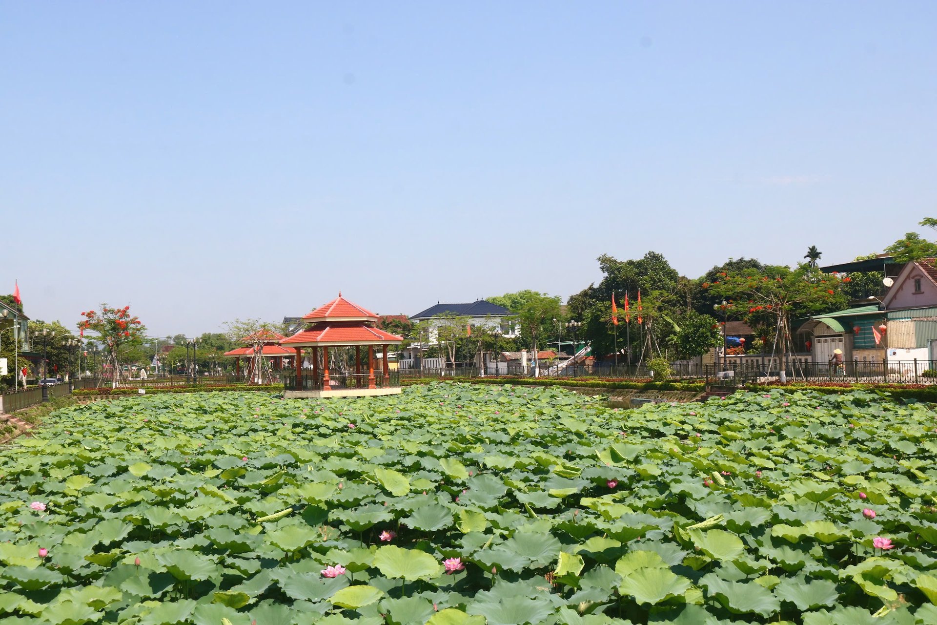Nhiều đầm sen ở Kim Liên được cải tạo, xây dựng khang trang. Ảnh: Huy Thư. Nhiều đầm sen ở Kim Liên được cải tạo, xây dựng khang trang. Ảnh: Huy Thư.