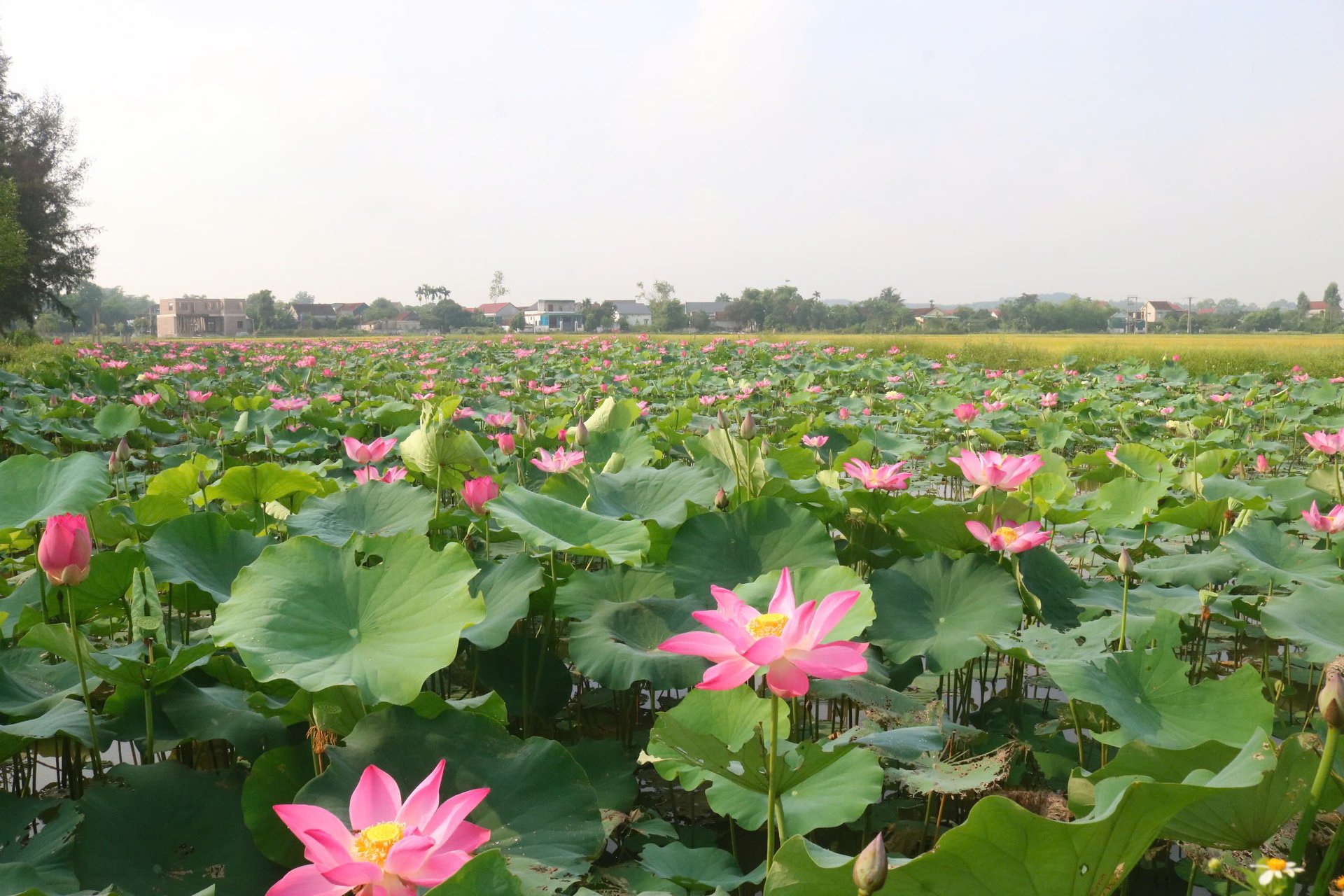 Mùa lúa chín vàng cũng là mùa sen nở rộ, tạo nên bức tranh đồng quê Kim Liên muôn màu. Ảnh: Huy Thư. Mùa lúa chín vàng cũng là mùa sen nở rộ, tạo nên bức tranh đồng quê Kim Liên muôn màu. Ảnh: Huy Thư.