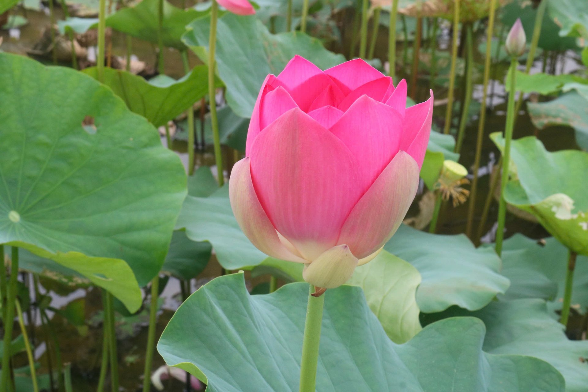 Bên cạnh giống sen thuần chủng ở địa phương, nhiều giống sen tốt khắp mọi miền đất nước và trên thế giới đã được đưa về trồng ở Kim Liên. Ảnh: Huy Thư. Bên cạnh giống sen thuần chủng ở địa phương, nhiều giống sen tốt khắp mọi miền đất nước và trên thế giới đã được đưa về trồng ở Kim Liên. Ảnh: Huy Thư.
