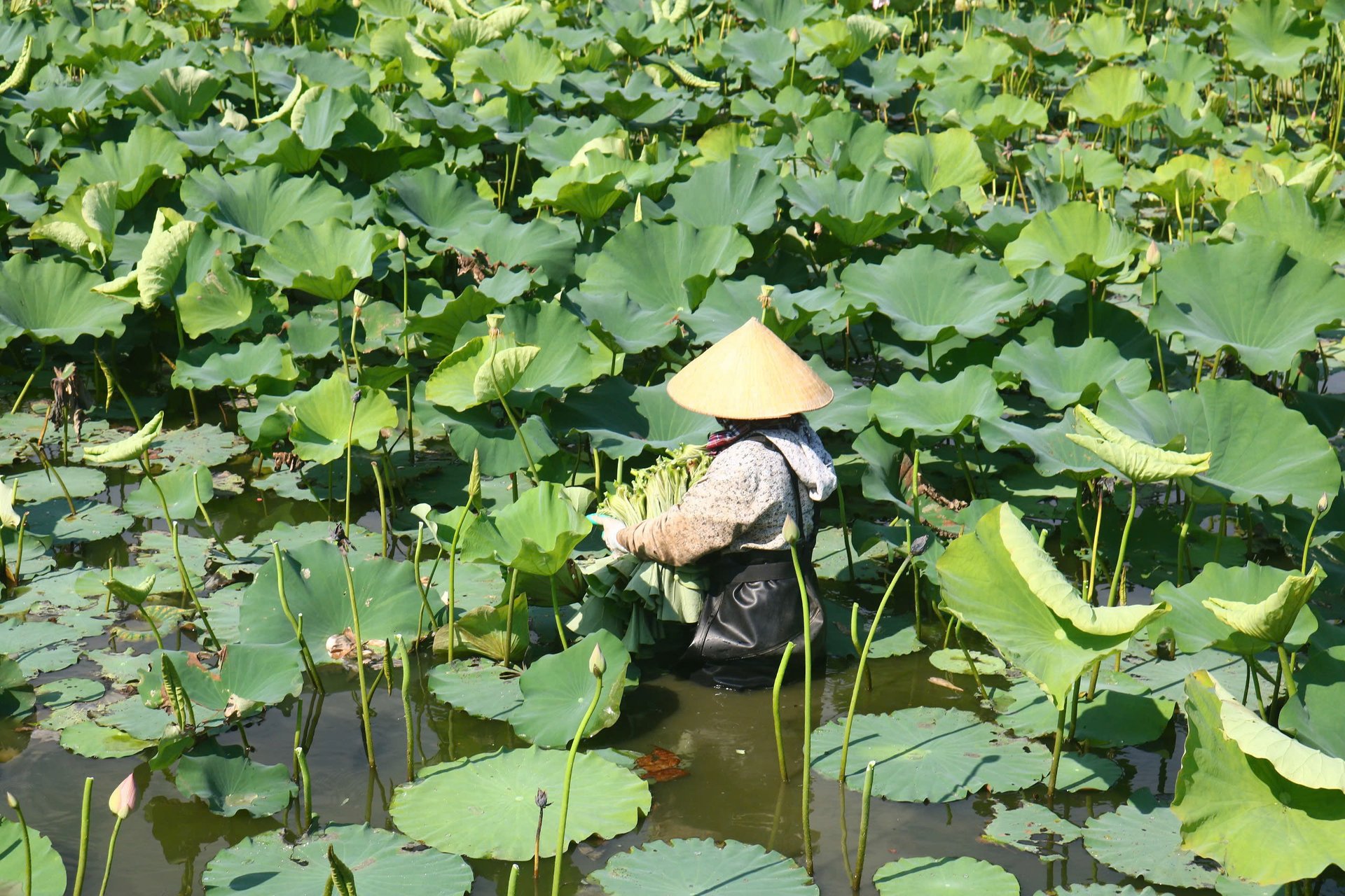 Người dân quê Bác thu hoạch lá sen để làm trà. Ảnh: Huy Thư. Người dân quê Bác thu hoạch lá sen để làm trà. Ảnh: Huy Thư.