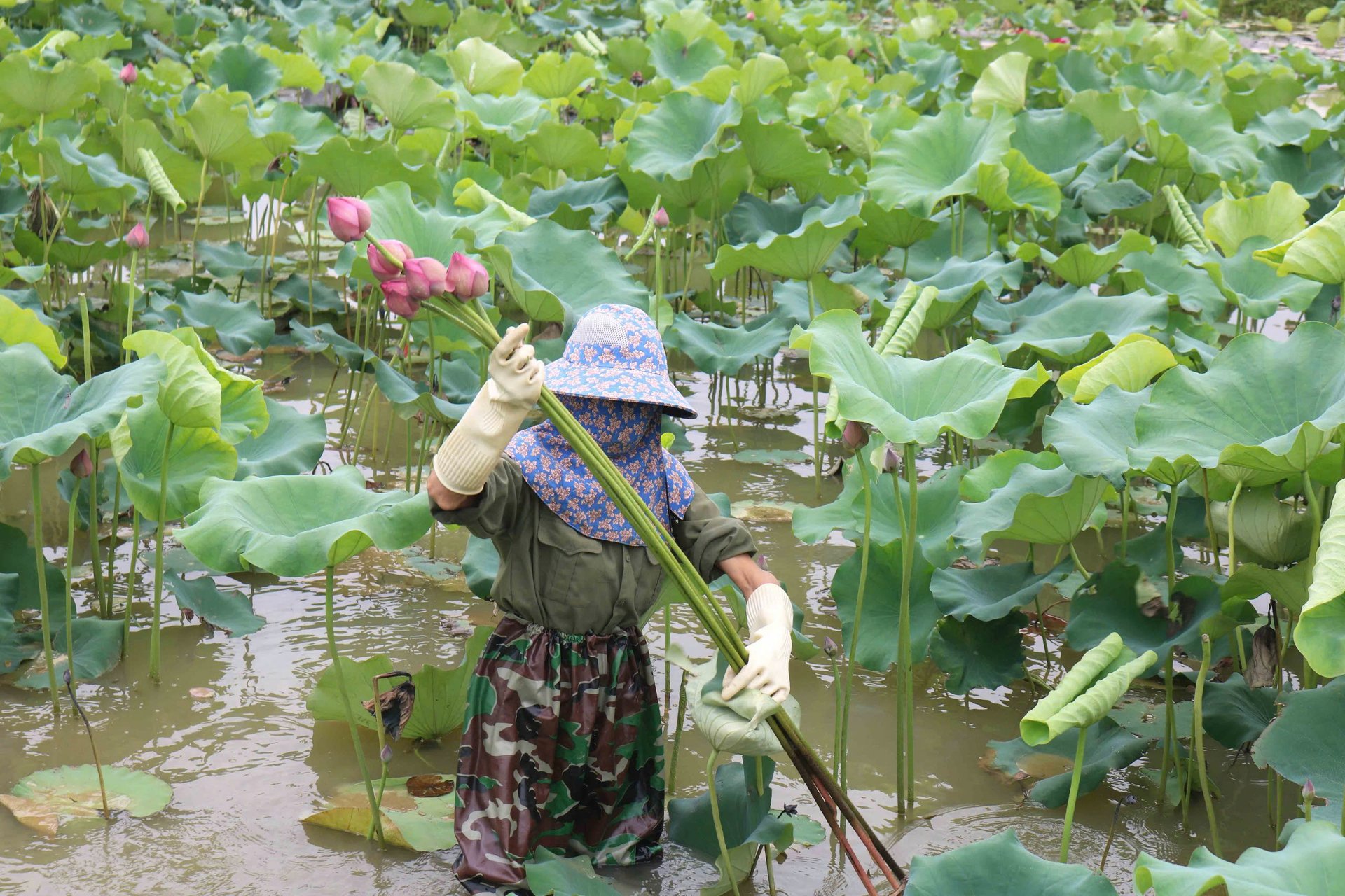Sen cho thu hoạch nhiều sản phẩm như búp sen, hoa sen, gương sen… Ảnh: Huy Thư. Sen cho thu hoạch nhiều sản phẩm như búp sen, hoa sen, gương sen… Ảnh: Huy Thư.
