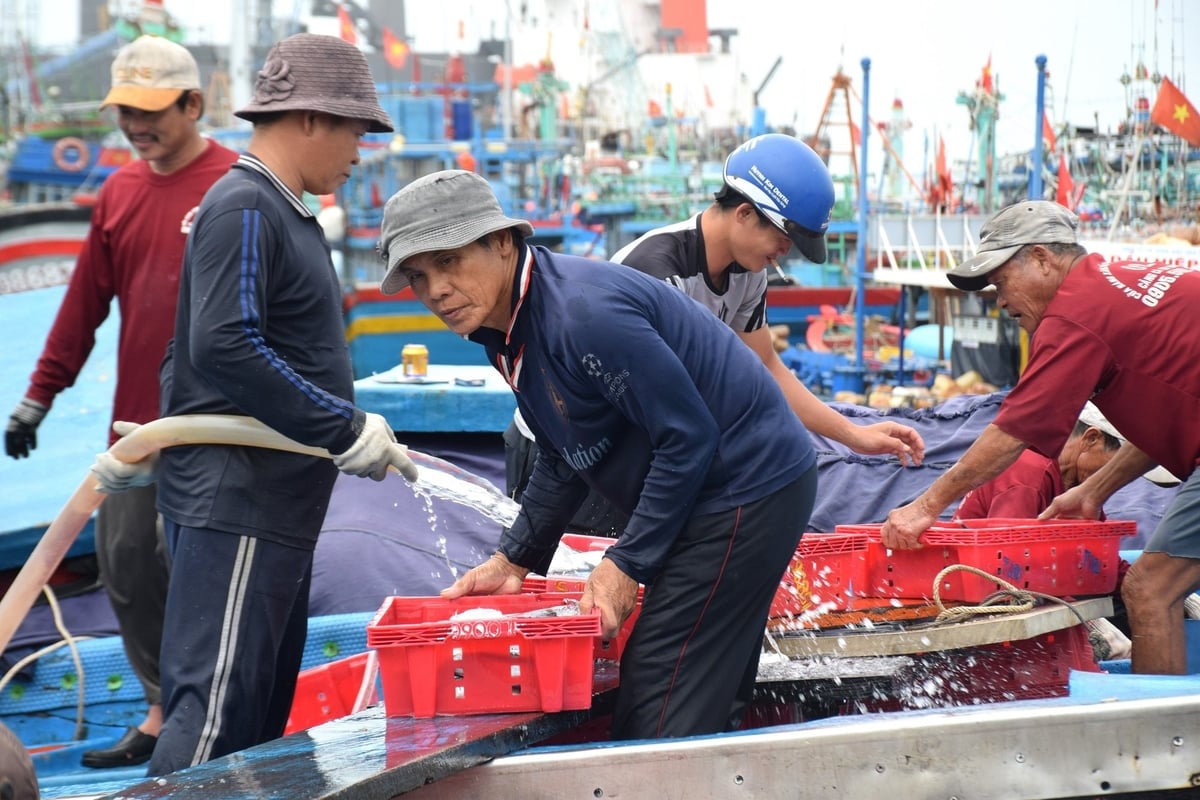 Chuyến biển này, tàu cá BĐ 99007 TS của ông Huỳnh Chánh Thi ở khu phố Ka Kông, phường Hoài Hương (thị xã Hoài Nhơn, Bình Định) đánh bắt được hơn 30 tấn cá ngừ sọc dưa. Ảnh: V.Đ.T. Chuyến biển này, tàu cá BĐ 99007 TS của ông Huỳnh Chánh Thi ở khu phố Ka Kông, phường Hoài Hương (thị xã Hoài Nhơn, Bình Định) đánh bắt được hơn 30 tấn cá ngừ sọc dưa. Ảnh: V.Đ.T.