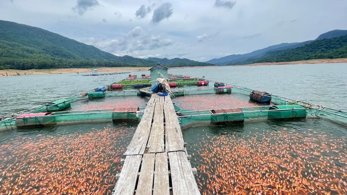 Hiện trong lòng hồ Định Bình đang nuôi khoảng 460 lồng cá nước ngọt, trong đó chủ yếu là cá điêu hồng. Ảnh: V.Đ.T. Hiện trong lòng hồ Định Bình đang nuôi khoảng 460 lồng cá nước ngọt, trong đó chủ yếu là cá điêu hồng. Ảnh: V.Đ.T.