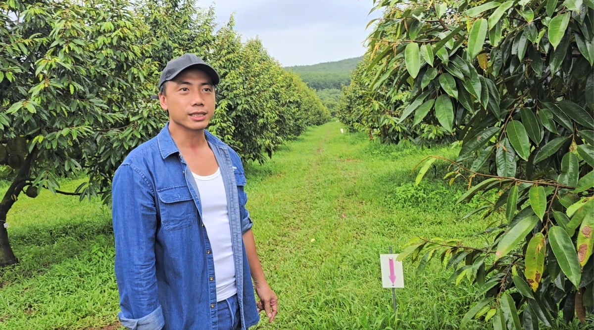 Anh Nguyễn Thế Tùng, chủ trang trại sầu riêng hiện đại bậc nhất Bình Phước. Ảnh: Phúc Lập.