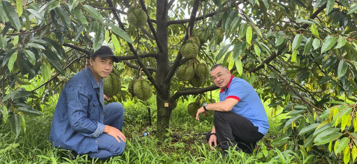 Thời điểm chúng tôi đến, trang trại bắt đầu thu vụ sầu riêng đầu tiên. Ành: Trần Văn Bình.