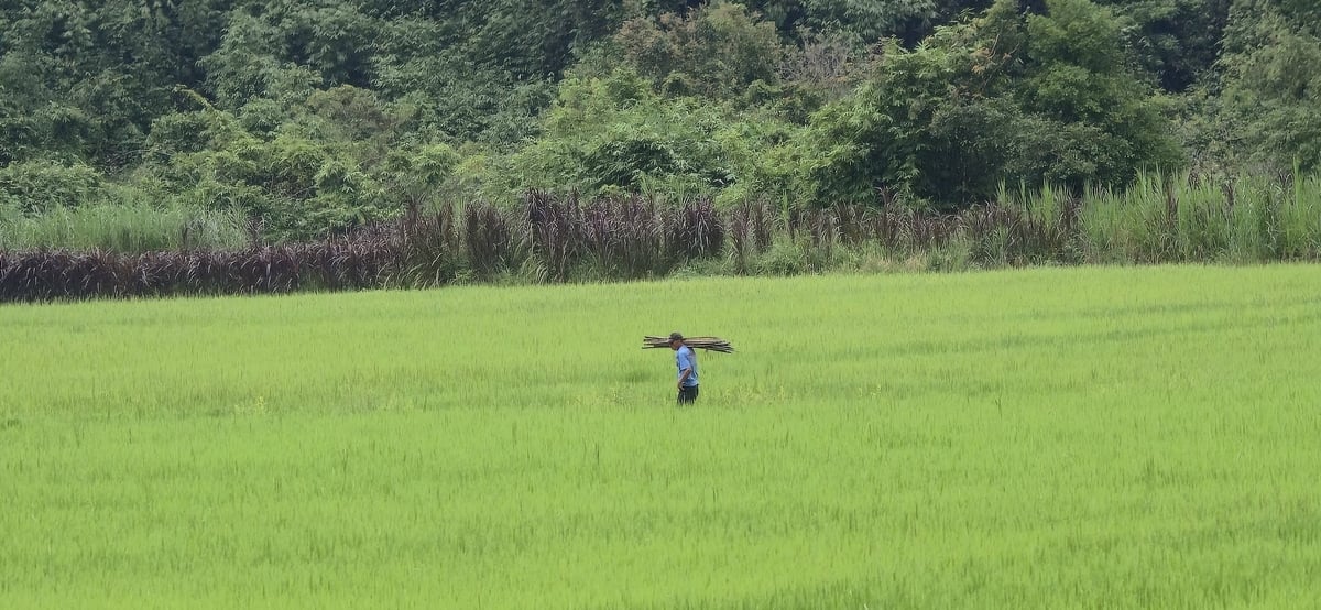 Cánh đồng lúa ở Đăng Hà. Ảnh: Phúc Lập.
