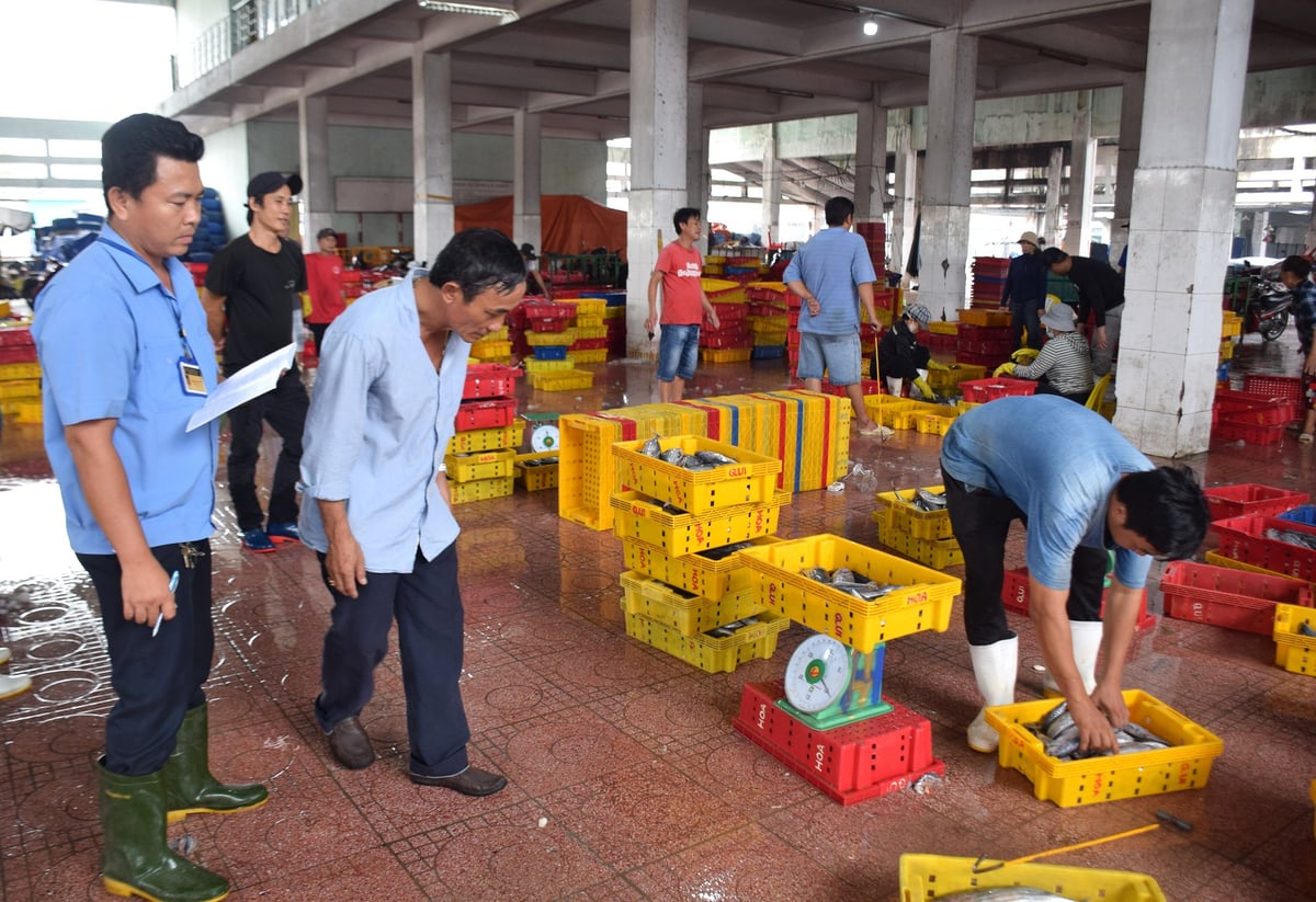 Ông Huỳnh Chánh Thi (đứng giữa) cùng anh Trần Đặng Phúc Vũ (bìa trái) theo dõi mã cân cá bán cho đầu nậu. Ảnh: V.Đ.T. Ông Huỳnh Chánh Thi (đứng giữa) cùng anh Trần Đặng Phúc Vũ (bìa trái) theo dõi mã cân cá bán cho đầu nậu. Ảnh: V.Đ.T.