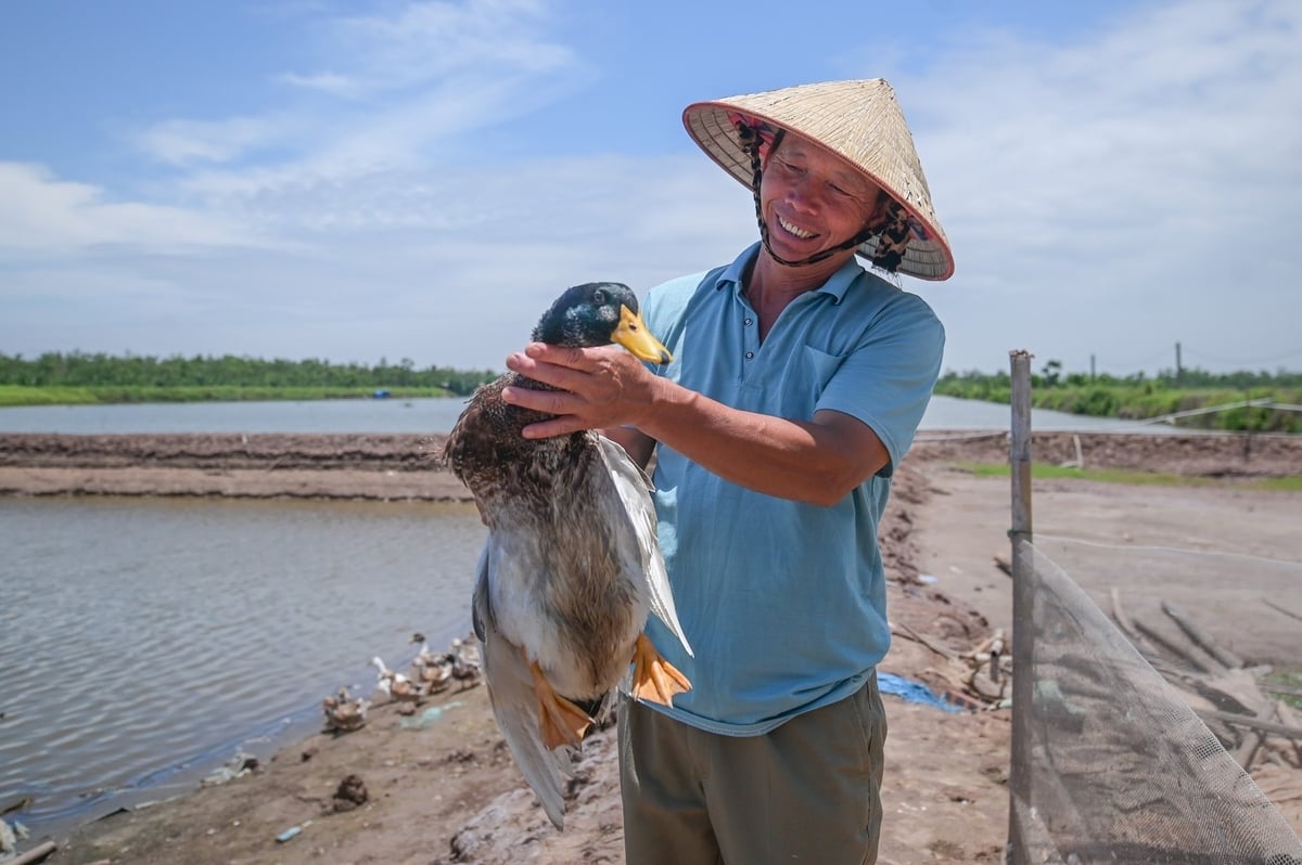 Vịt biển Đoàn Văn Vươn. Ảnh: Tùng Đinh. Vịt biển Đoàn Văn Vươn. Ảnh: Tùng Đinh.