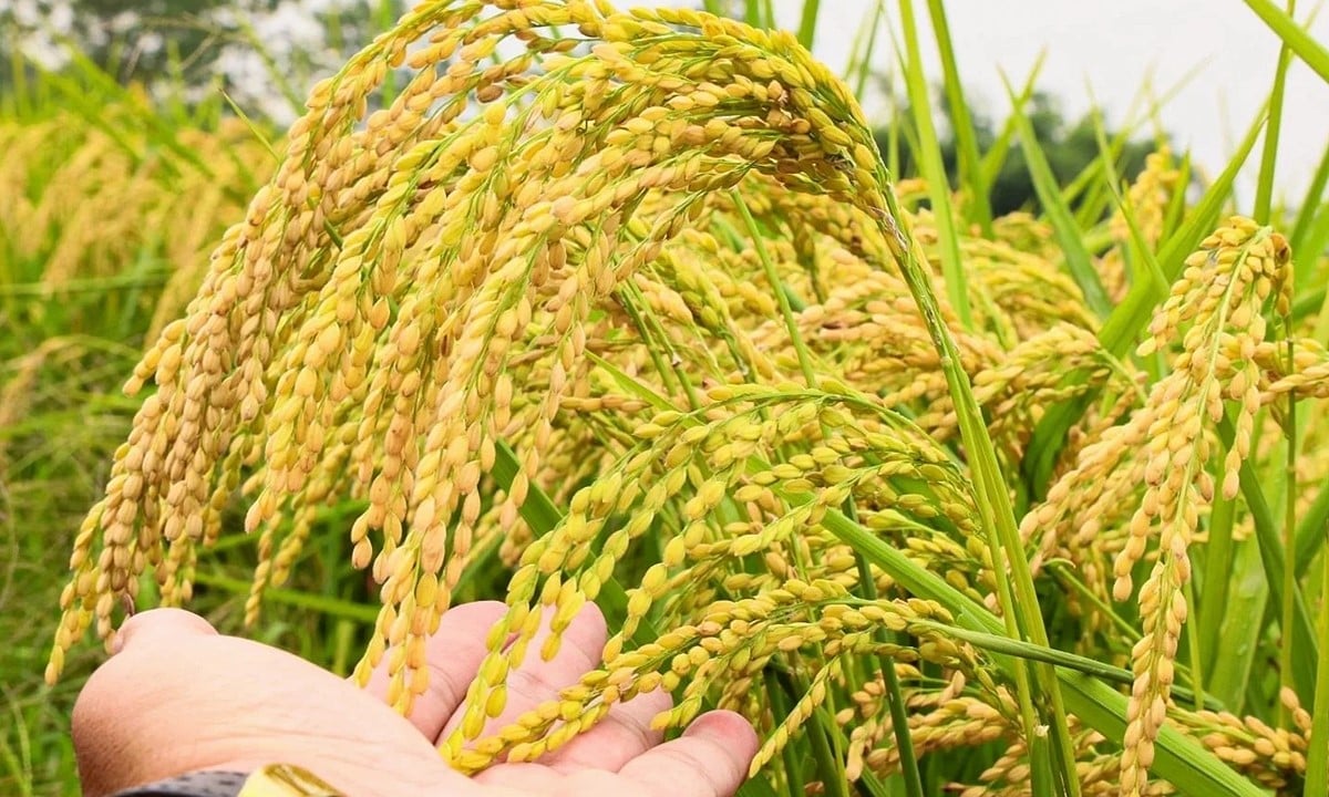 Cập nhật giá lúa gạo hôm nay 22/6/2025 mới nhất Cập nhật giá lúa gạo hôm nay 22/6/2025 mới nhất