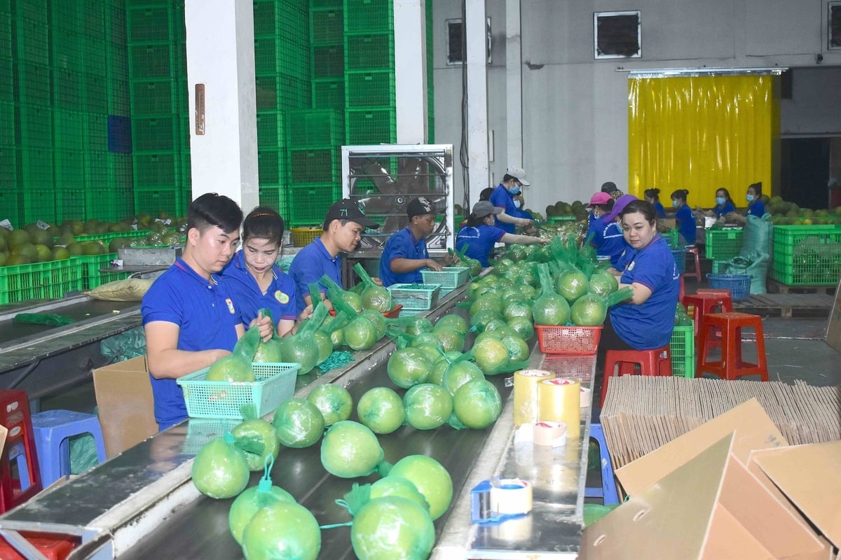Bưởi da xanh Bến Tre được cấp chỉ dẫn địa lý. Ảnh: Kiều Nhi. Bưởi da xanh Bến Tre được cấp chỉ dẫn địa lý. Ảnh: Kiều Nhi.