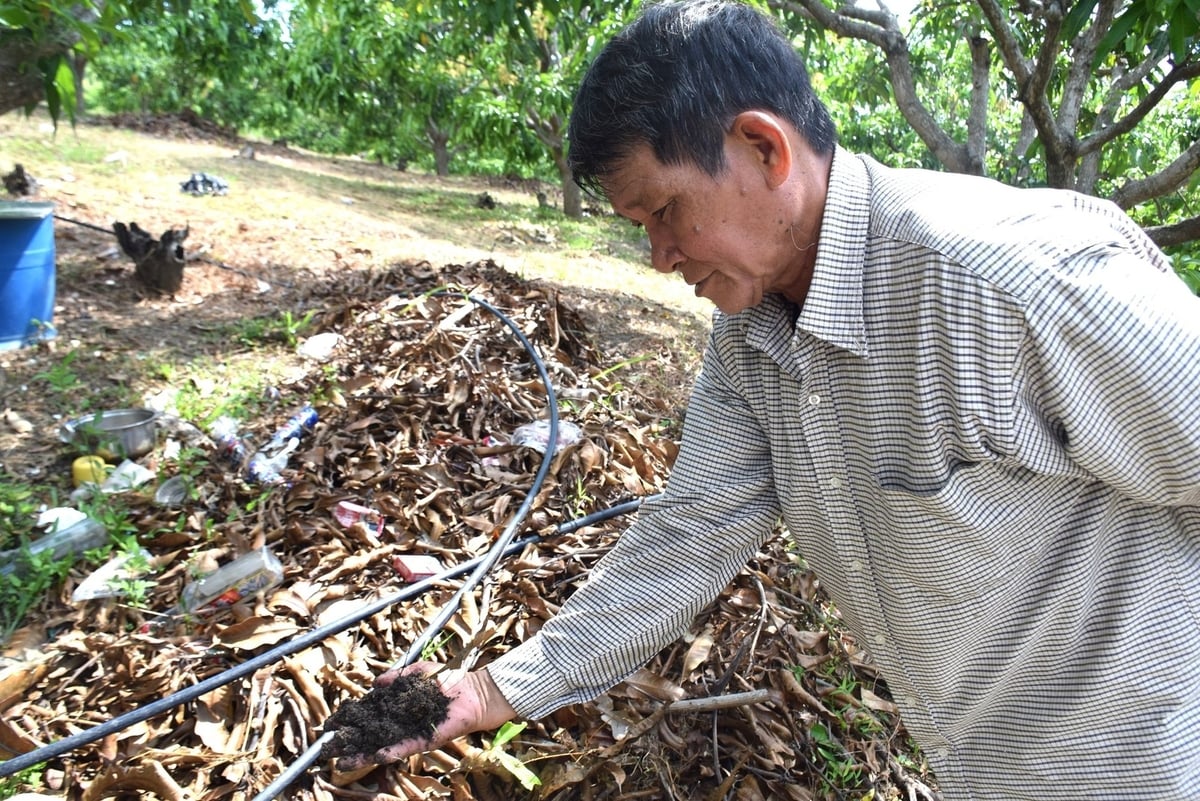 Sau mấy chục năm được ông Nhàn 'bồi bổ' bằng nhiều lớp phân hữu cơ, đất trong trang trại xoài của ông đã tơi xốp, màu mỡ. Ảnh: V.Đ.T.