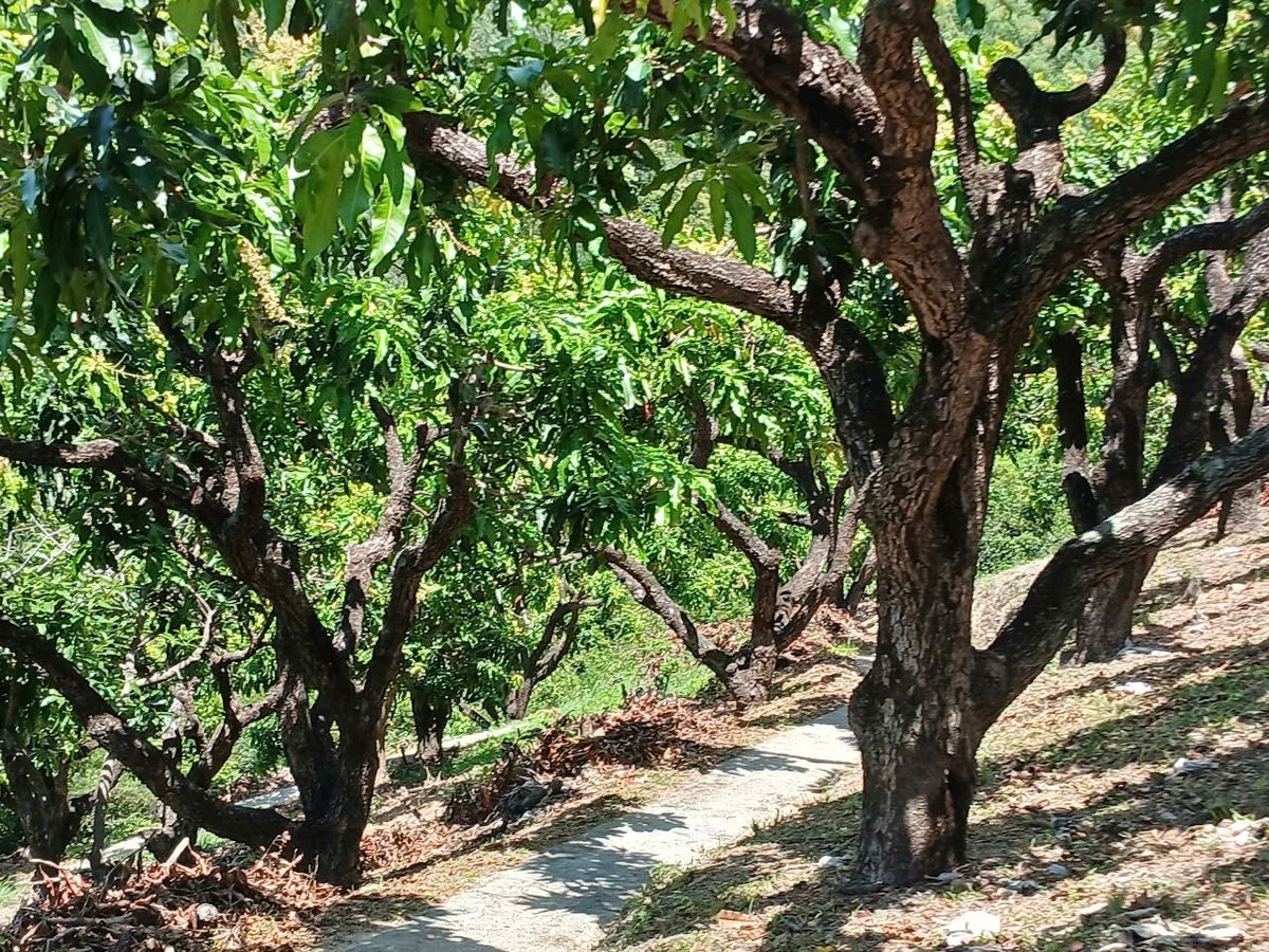 Do trồng trên núi cao nên ông Nhàn khống chế chiều cao của cây xoài để tránh gió bão làm gãy đổ. Ảnh: V.Đ.T.