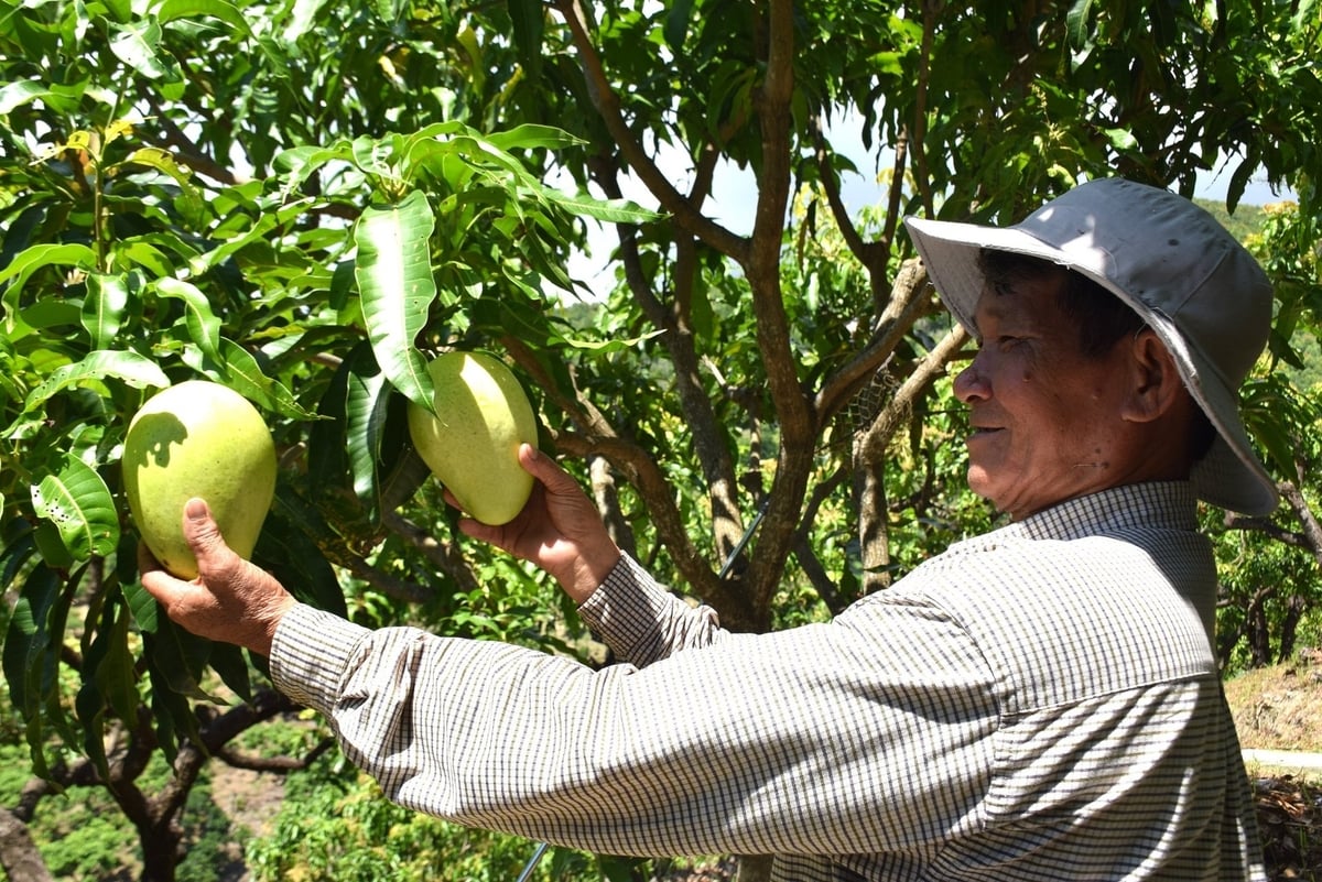 Xoài của ông Nhàn được chăm sóc bài bản, cây khỏe nên cho quả to, đẹp, bóng. Ảnh: B.M.C.