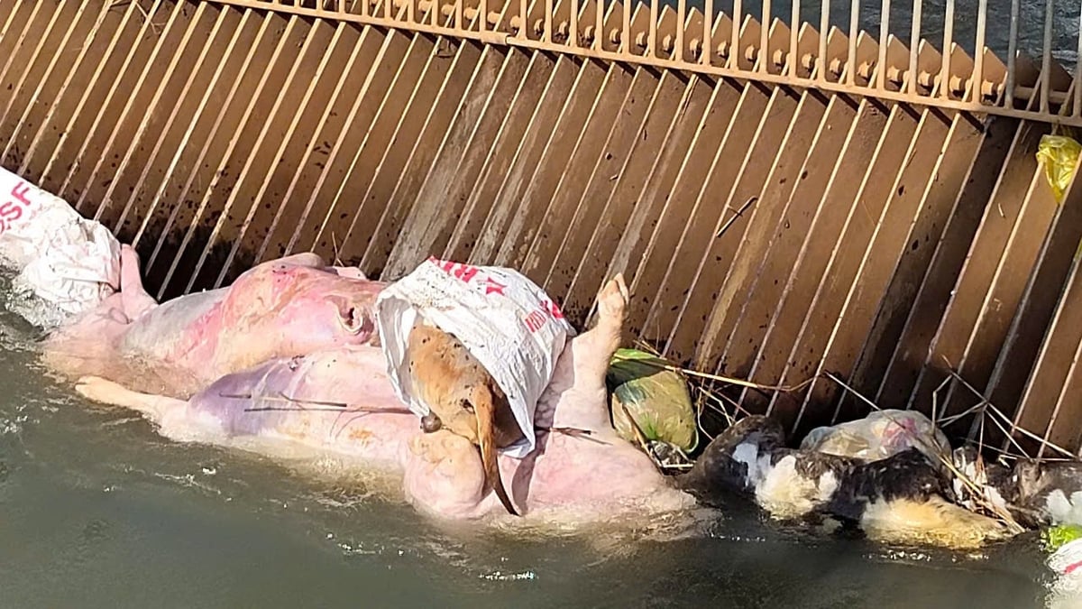 Một hành động nhỏ như vứt một con heo chết cũng có thể gây ra hậu quả rất lớn. Ảnh: Trần Phi. Một hành động nhỏ như vứt một con heo chết cũng có thể gây ra hậu quả rất lớn. Ảnh: Trần Phi.