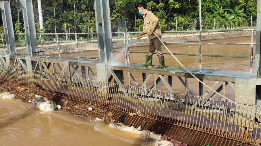 Cán bộ quản lý, vận hành tuyến kênh chuyển nước Dầu Tiếng - Phước Hòa tiêu độc, khử trùng giảm thiểu mùi hôi trước khi vớt xác động vật. Ảnh: Trần Phi. Cán bộ quản lý, vận hành tuyến kênh chuyển nước Dầu Tiếng - Phước Hòa tiêu độc, khử trùng giảm thiểu mùi hôi trước khi vớt xác động vật. Ảnh: Trần Phi.