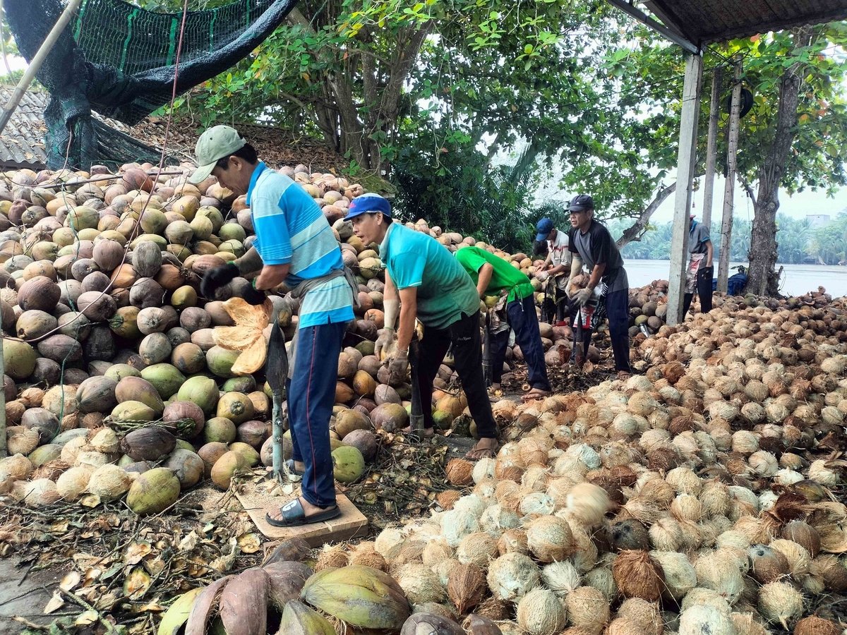 Giá dừa đang ở mức cao, nông dân phấn khởi. Ảnh: Kiều Nhi. Giá dừa đang ở mức cao, nông dân phấn khởi. Ảnh: Kiều Nhi.