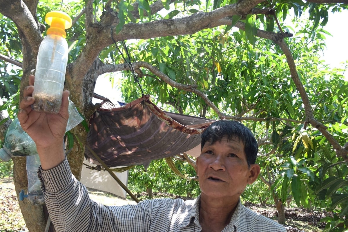 Ông Nhàn với chiếc bẫy ruồi vàng bên trong chứa những hạt có hương liệu dẫn dụ ruồi đực. Ảnh: V.Đ.T.