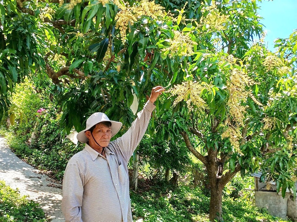 Trang trại xoài của ông Nhàn mùa ra hoa. Ảnh: V.Đ.T.