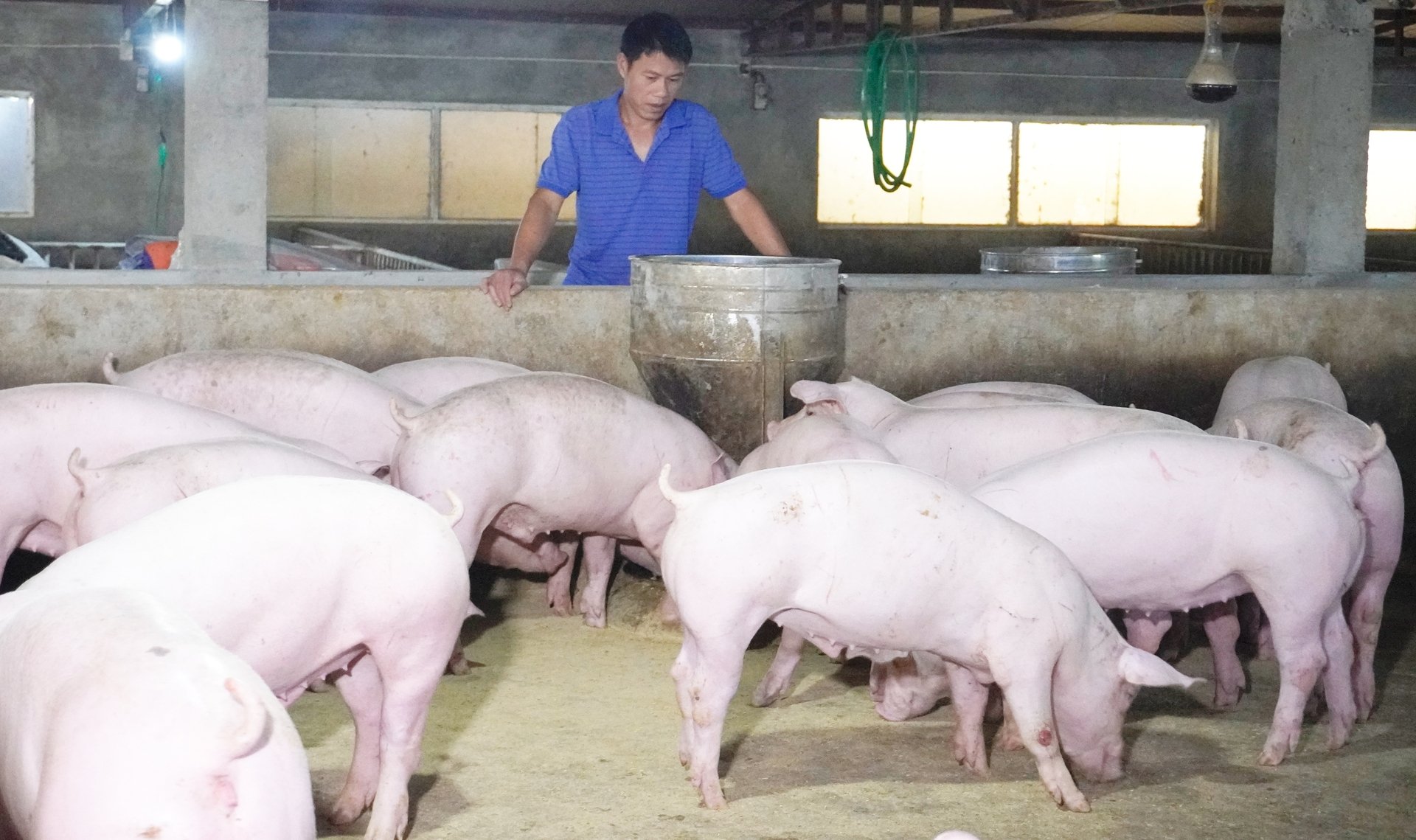 Lãnh đạo Cục Chăn nuôi và Thú y cho biết, đối với dịch tả lợn Châu Phi, giải pháp quan trọng hiện nay là tiêm phòng vaccine. Ảnh: Hồng Thắm. Lãnh đạo Cục Chăn nuôi và Thú y cho biết, đối với dịch tả lợn Châu Phi, giải pháp quan trọng hiện nay là tiêm phòng vaccine. Ảnh: Hồng Thắm.