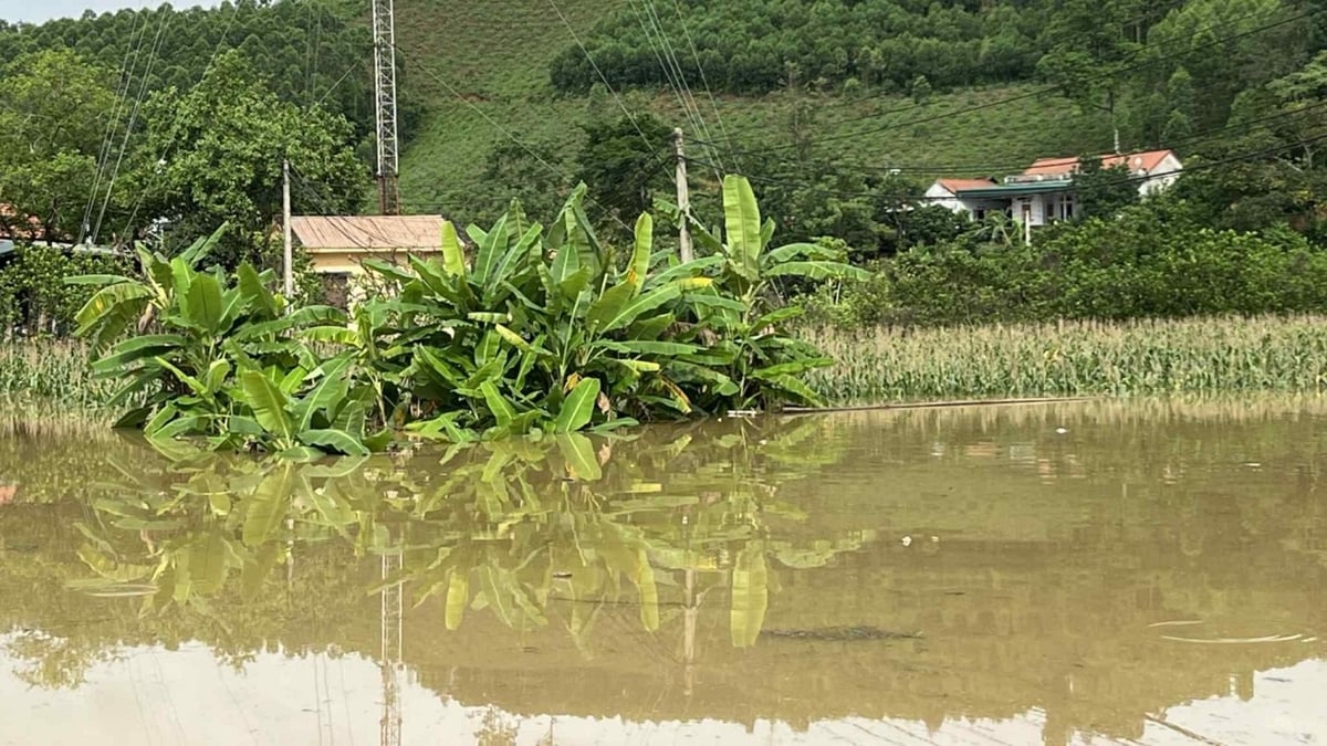 Nhiều diện tích cây cối, hoa màu của người dân Lạng Sơn bị ảnh hưởng nghiêm trọng. Ảnh: VT. Nhiều diện tích cây cối, hoa màu của người dân Lạng Sơn bị ảnh hưởng nghiêm trọng. Ảnh: VT.