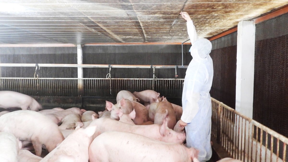 Công nghệ không còn là lựa chọn của riêng các trang trại lớn, mà đang dần trở thành 'chìa khóa sống còn' cho mọi quy mô sản xuất. Ảnh: Trần Phi. Công nghệ không còn là lựa chọn của riêng các trang trại lớn, mà đang dần trở thành 'chìa khóa sống còn' cho mọi quy mô sản xuất. Ảnh: Trần Phi.