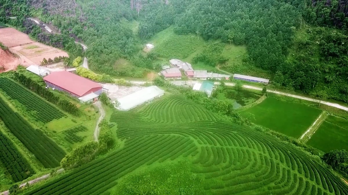 Vùng chuyên canh trồng chè Shan tuyết tại huyện Chợ Đồn. Ảnh: Quang Linh. Vùng chuyên canh trồng chè Shan tuyết tại huyện Chợ Đồn. Ảnh: Quang Linh.