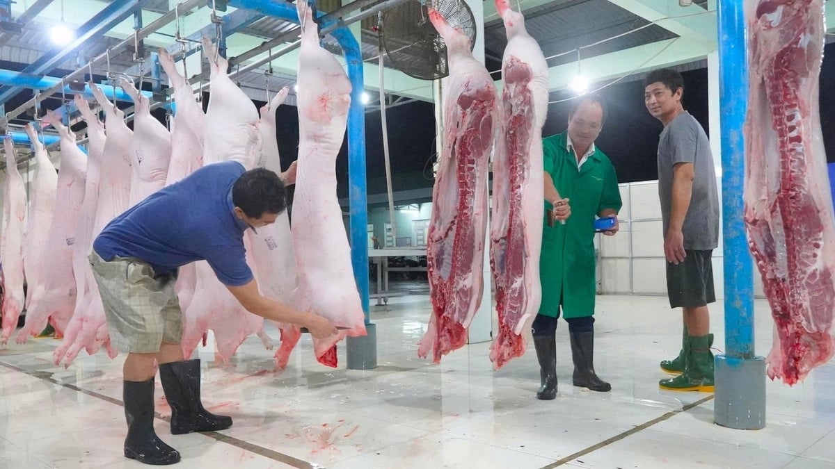 Cán bộ thú y và nhân viên kỹ thuật kiểm tra sản phẩm thịt heo sau giết mổ trước khi cung cấp ra thị trường. Ảnh: Kim Anh. Cán bộ thú y và nhân viên kỹ thuật kiểm tra sản phẩm thịt heo sau giết mổ trước khi cung cấp ra thị trường. Ảnh: Kim Anh.