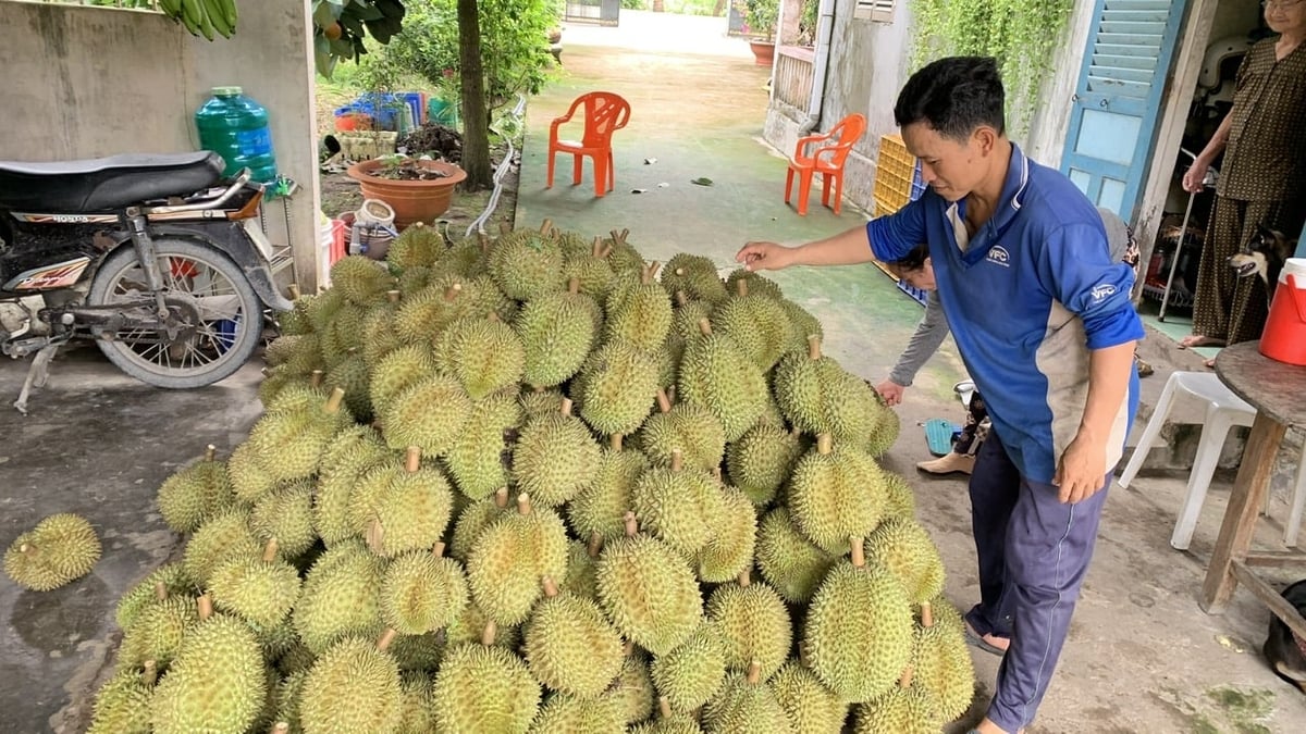 Huyện Châu Thành triển khai nhiều dự án hỗ trợ nông dân sản xuất, phát triển nông nghiệp công nghệ cao. Ảnh: Hồ Thảo. Huyện Châu Thành triển khai nhiều dự án hỗ trợ nông dân sản xuất, phát triển nông nghiệp công nghệ cao. Ảnh: Hồ Thảo.