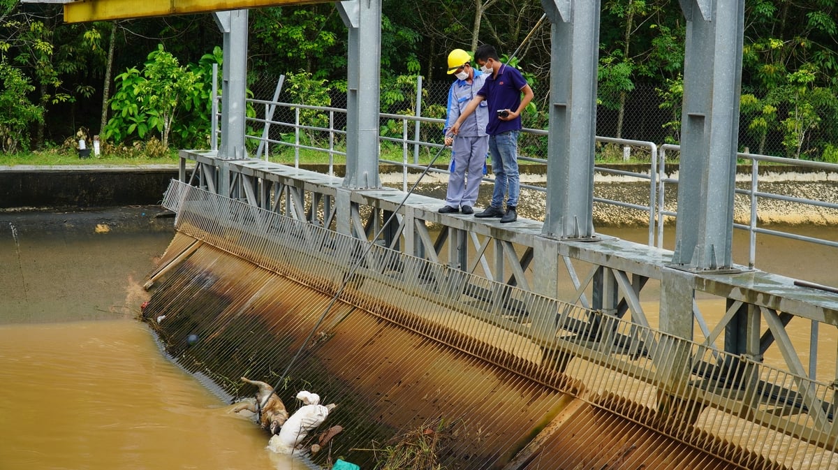 Phóng viên ghi nhận hoạt động vớt xác động vật của cán bộ Nhà máy Thủy điện Minh Tân. Ảnh: Trần Phi. Phóng viên ghi nhận hoạt động vớt xác động vật của cán bộ Nhà máy Thủy điện Minh Tân. Ảnh: Trần Phi.