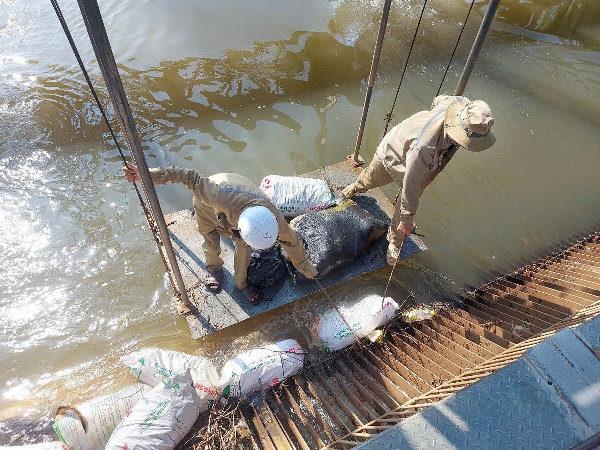 Cán bộ quản lý, vận hành tuyến kênh chuyển nước Dầu Tiếng - Phước Hòa căng mình vớt xác động vật. Ảnh: Trần Phi. Cán bộ quản lý, vận hành tuyến kênh chuyển nước Dầu Tiếng - Phước Hòa căng mình vớt xác động vật. Ảnh: Trần Phi.