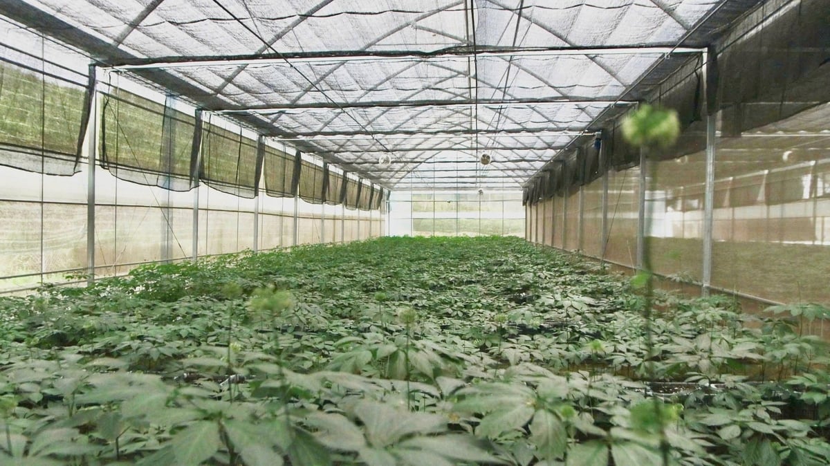 Vườn sâm Ngọc Linh trồng trong nhà màng của Trường Sinh Group tại Lai Châu. Ảnh: TA. Vườn sâm Ngọc Linh trồng trong nhà màng của Trường Sinh Group tại Lai Châu. Ảnh: TA.