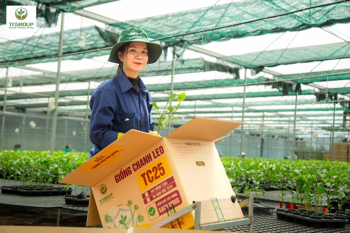 Hoạt động sản xuất giống cây trồng công nghệ cao tại TCGROUP Toàn Cầu. Ảnh: Tuấn Anh. Hoạt động sản xuất giống cây trồng công nghệ cao tại TCGROUP Toàn Cầu. Ảnh: Tuấn Anh.